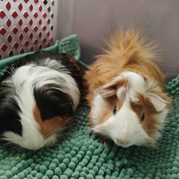 Rescue Abyssinian and Silkie Sheltie Guinea Pigs for Adoption in Olmos Park, Texas - Cricket & Ceasar | PetCurious
